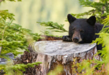 Pui de urs rănit, salvat în urma unui apel la 112. Animalul a fost găsit pe marginea unui drum, având picioarele din spate fracturate