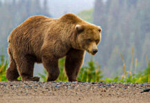 Un urs a intrat în satul Dâmbovicioara