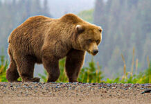 Un urs a fost împuşcat în Comarnic, în urma atacului asupra echipei de intervenţie care încerca să-l alunge