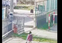 Un urs s-a plimbat pe lângă o școală din județul Prahova. Primarul localității: ”Este vorba despre un animal relocat din județul Buzău, speriat de noua locație”