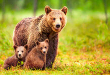 Atacați de urs în zona castelului Peleș: doi turiști din Ucraina au fost răniți când încercau să fugă de animal