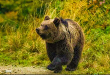 18 intervenţii ale jandarmilor prahoveni în ultimile zile pentru îndepărtarea unor urşi coborâţi în zone locuite