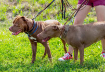 Femeie atacată și mușcată în zona feței de doi câini care au ieșit dintr-o curte în Drăgănești