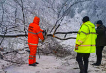 Copaci rupţi sau dezrădăcinaţi, sub greutatea zăpezii, în Prahova