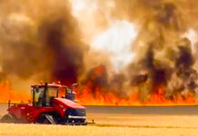 Incendiu violent la un lan de grâu din Ploiești: Focul a pornit de la un autoturism cuprins de flăcări